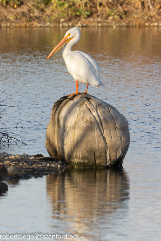 emily renzel wetlands 2024